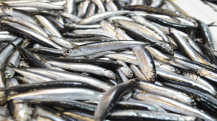 Palamutta da hile! Farkları tek tek sıraladık: Balıkçılar vatandaşı kandırıyor! 11